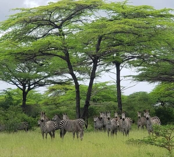 nyerere_national_park_168240746297839