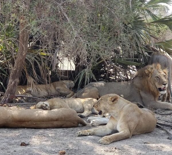 nyerere_national_park_1682407499958472