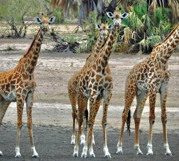 nyerere_national_park_1682407699782186