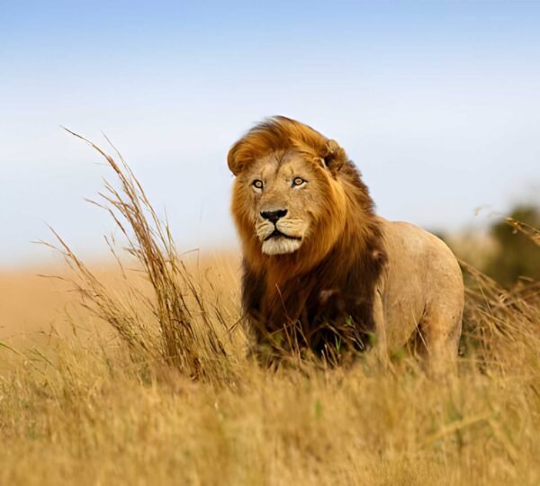 steptodown.com618949